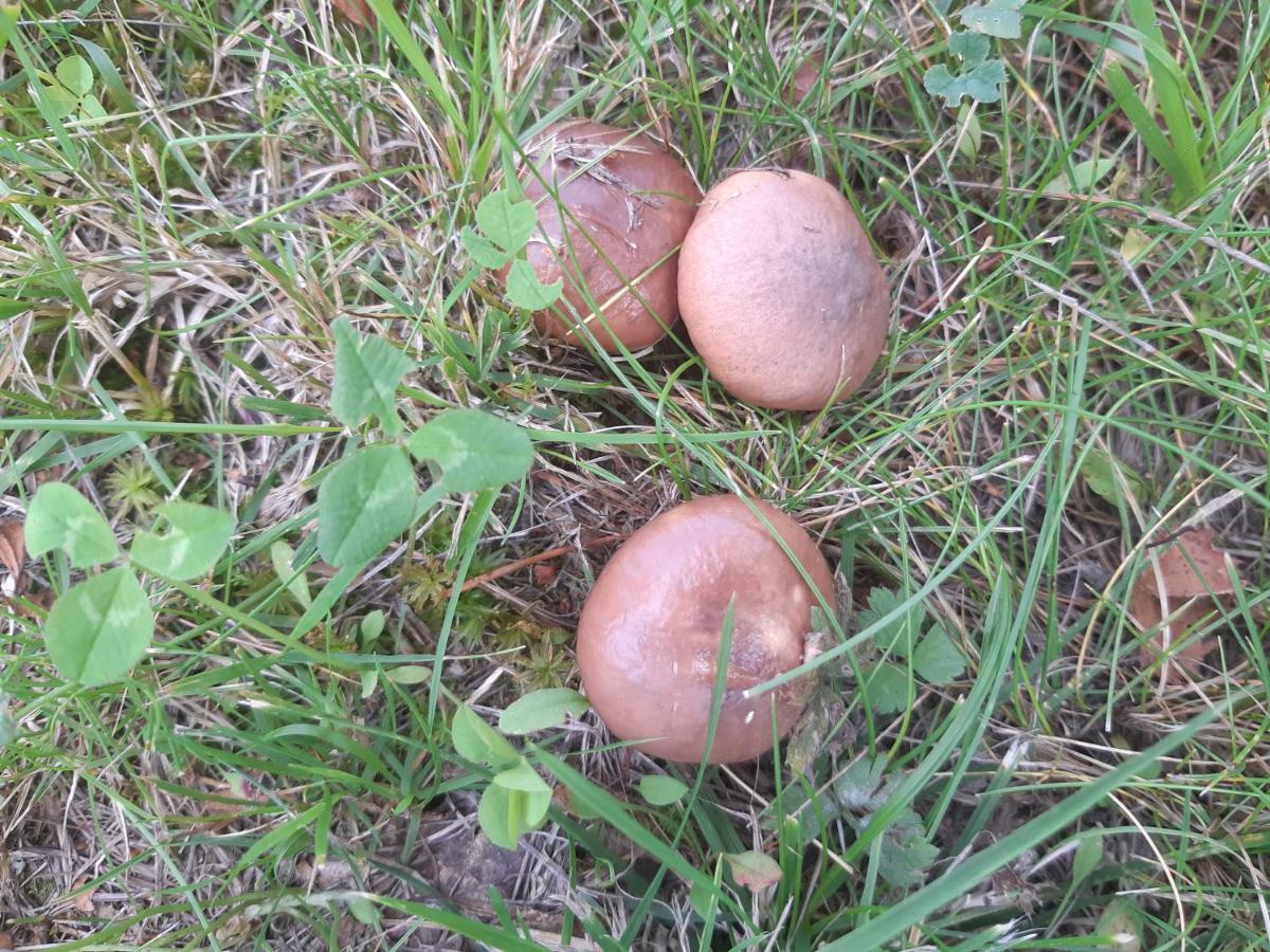 Willa Saimaa Raikala Vuoriniemi Zewnętrze zdjęcie